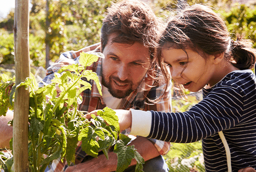 Adult male showing a child vegetables they have grown at home